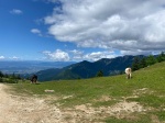 Vacas pastando al lado del restaurante