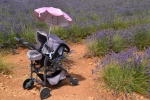 Carrito de niño entre campos de lavanda