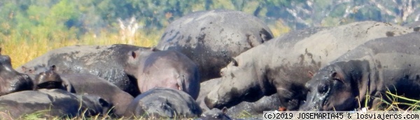 rinos moremi botswana
rinos en el rio chobe
