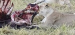 leona comiendo bufalo
leona, comiendo, bufalo, botswana