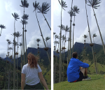 Palmas de cera en Cocora