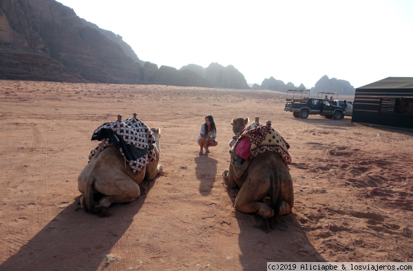 Camellos del campamento
Camellos del campamento beduino en Wadi Rum, Jordania
