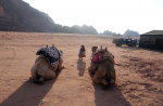 Camellos del campamento
Jordania, Jordan, Wadi Rum, Oriente medio, Desierto, Camellos, Campamento beduino