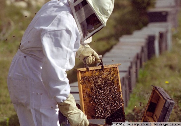cosecha de miel
Apicultor extrae panales de miel de caja abejas
