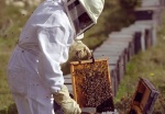 apicultor-2pg