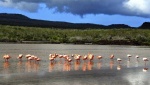 Isla Floreana Galápagos