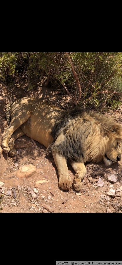 Safari, helicóptero, viñedos - Ciudad del Cabo (Sudáfrica) (6)