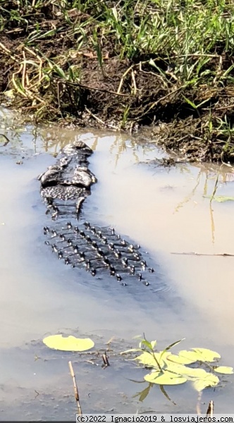 Cocodrilo de agua salada en Kakadu
Salty
