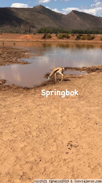 Springbok
Safari en el karoo
