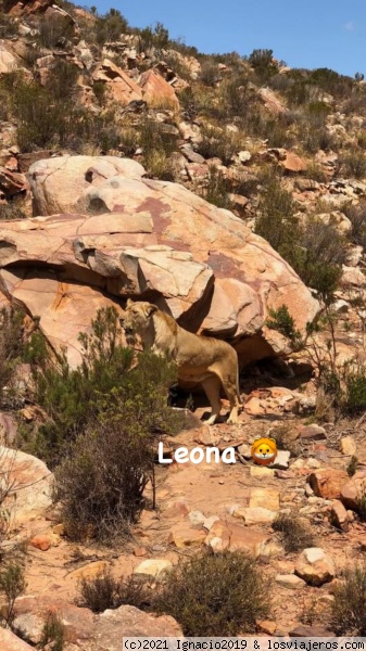 Leona
Safari en el karoo
