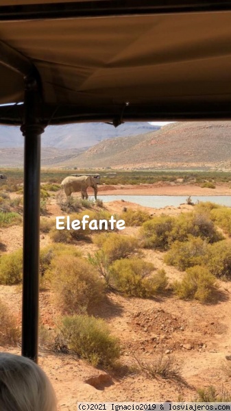 Elefante
Safari en el karoo
