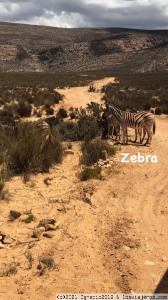Cebras
Safari en el karoo
