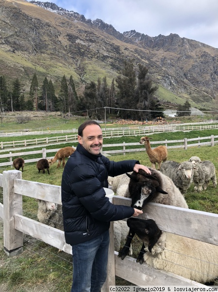 Granja de ovejas
Animal feeding
