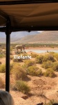 Elefante
Elefante, Safari, karoo
