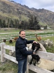 Granja de ovejas
Granja, Animal, ovejas, feeding