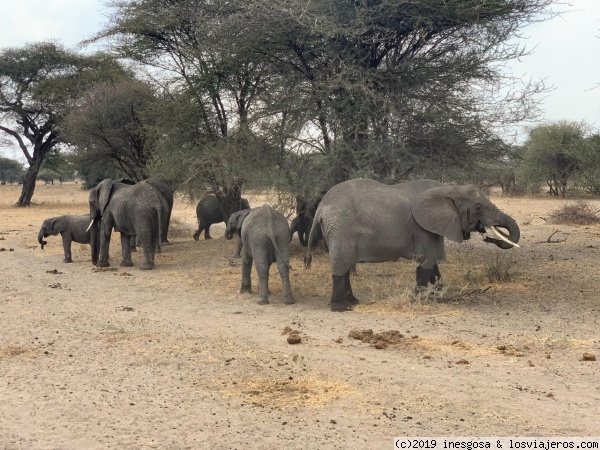 Tarangire
Elefantes
