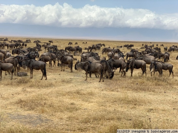 Ngorongoro
Animales
