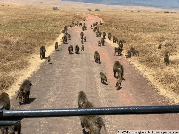 Ngorongoro
Monos
