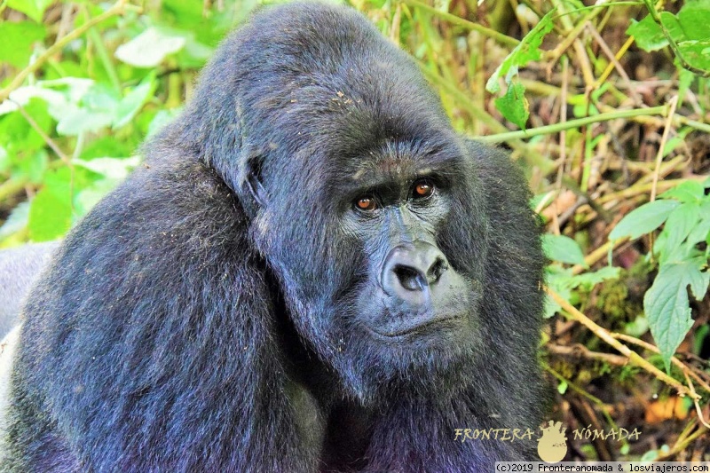 Viajar a  Congo (Dem. R.): Roma Semana Santa - Espalda Plateada en PN Virunga (Roma Semana Santa)