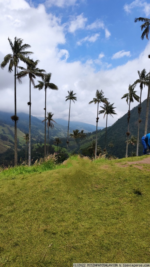 DIA 12 VALLE DEL COCORA - Colombia, 15 días (3)