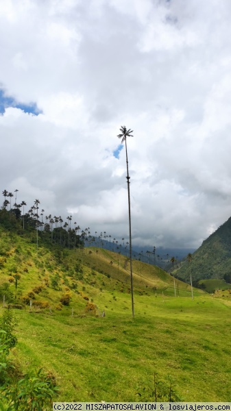 Paisaje Cocora
Paisaje Cocora
