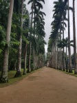 Palmeral
Palmeral, Jardín, Botánico