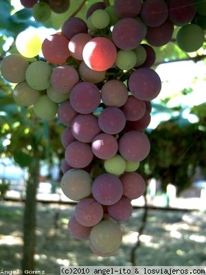 Uvas rojas.
Uvas para la fabricación de vino de Ribeiro.
