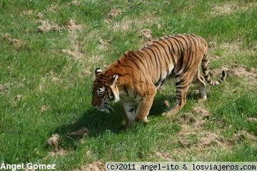 Tigre
Tigre buscando compañera
