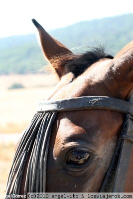 Caballo Andaluz
Caballo utilizado en el campo con los toros de lidia.
