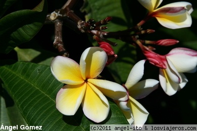 Plantas.
Plantas en flor
