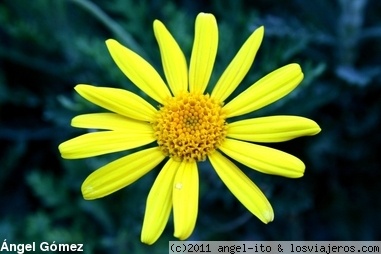 Margarita amarilla
Margarita amarilla
