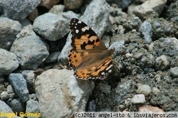 Mariposa
Mariposa en el Monte Cervino alpes Italianos
