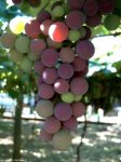 Uvas rojas.