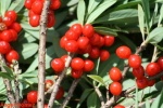 Frutos rojos
Flores y plantas en el Monte Cervino