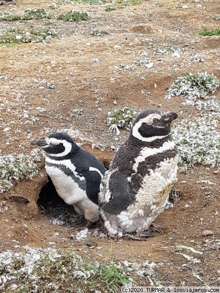 PINGÜINOS DE MAGALLANES ISLA MAGDALENA
PINGÜINOS DE MAGALLANES ISLA MAGDALENA ,EJEMPLARES JÓVENES
