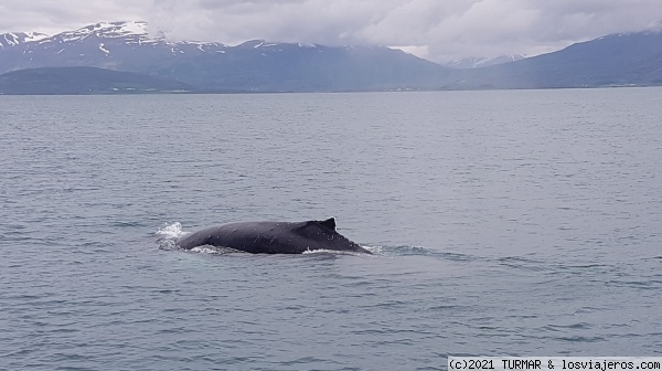 ballena jorobada en Akureyri
ballena jorobada en Akureyri
