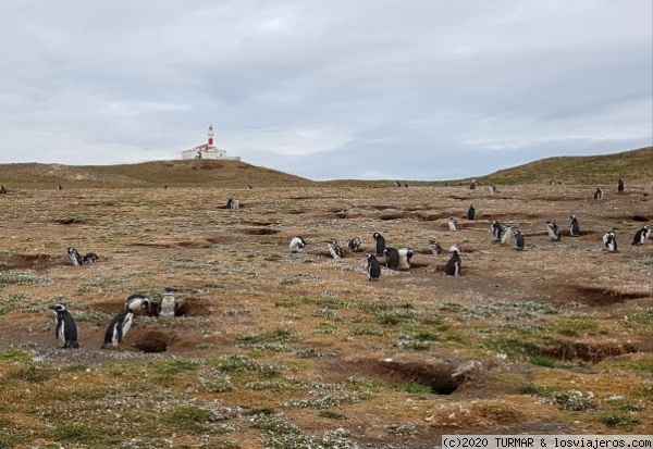 ISLA MAGDALENA, PINGÜINOS DE MAGALLANES
ISLA MAGDALENA, PINGÜINOS DE MAGALLANES
