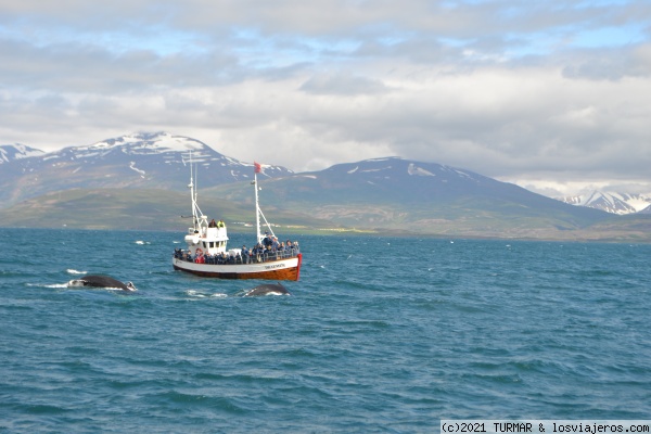 avistamiento de ballenas en Akureyri
avistamiento de ballenas en Akureyri,Islandia
