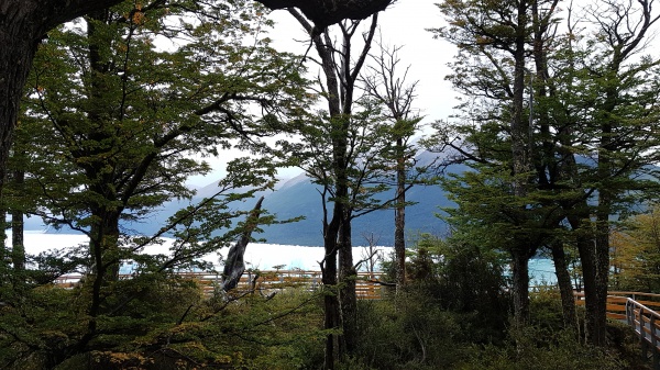 bosque magallánico patagonia
bosque magallánico patagonia
