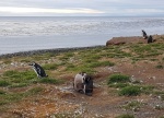 PINGÜINOS DE MAGALLANES EN ISLA MARTA