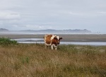 PARQUE NACIONAL CHILOÉ2