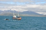 avistamiento de ballenas en Akureyri