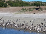 colonia  de pingüinos magallánicos
pingüinos magallánicos,Ushuaia, canal beagle