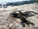 Iguanas en playa Mann