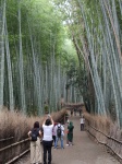 Bosque de bambú de Arashiyama
Bosque, Arashiyama, Paseo, bambú, largo, bosque