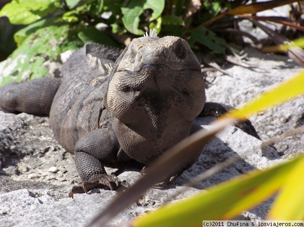 Iguana en Tulum
En las ruinas de Tulum hay muchas iguanas, algunas bastante grandes, pero inofensivas.
