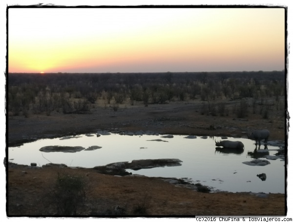 Atardecer y rinocerontes negros
En la charca del camping Halali, dentro de Etosha National Park, es muy frecuente la visita de los casi extintos rinocerontes negros.
