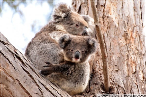 Koala en Kangaroo Island (3)
Koala en Flinders Chase National Park, Kangaroo Island
