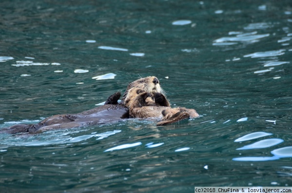 Sea otter & baby
Las nutrias marinas son, posiblemente, los bichos más adorables que uno puede ver en Alaska. Las crías como esta permanecen sobre su madre durante dos años.
