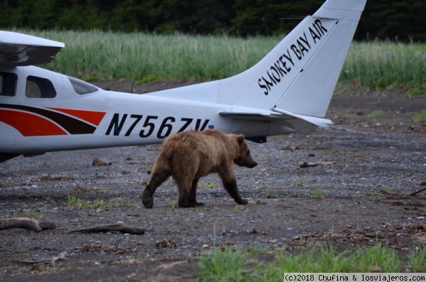 Lake Clark National Park, Alaska
Los osos grizzlies de Lake Clark (donde se llega en avioneta y se aterriza en la playa) tienen tanta comida y están en una zona tan aislada y protegida que los visitantes pueden acercarse muchísimo más que en cualquier otro sitio.
